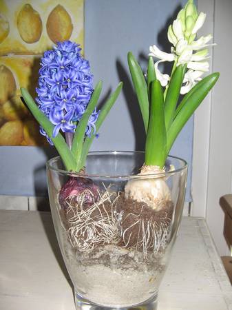 frühlingsbild